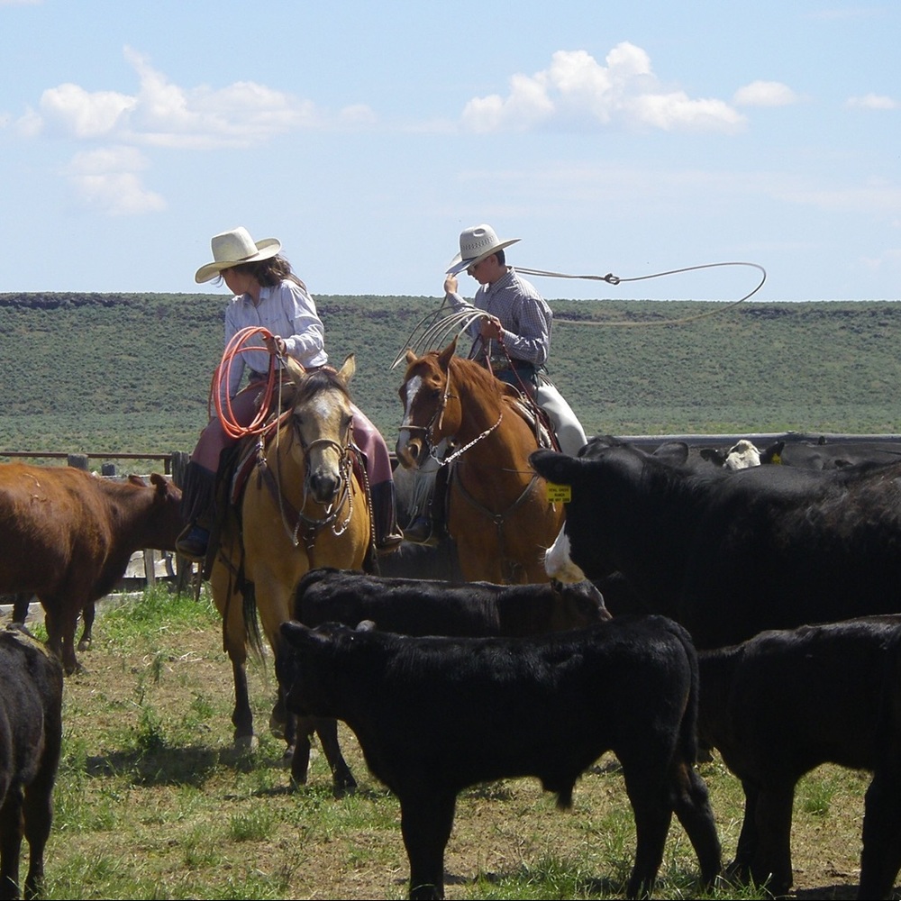 Meet your Posher, Dalli